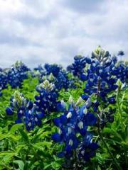 My projections are a